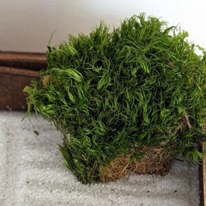 Handgefertigter Zengarten aus FSC-Holz mit japanischer Laterne, Torii, Moos und Harke - nachhaltig hergestellt – Bild 8