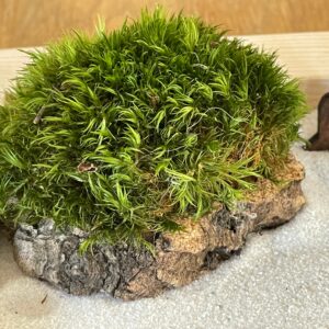 Großes handmade Zen-Garten-Set aus FSC-Holz  mit Buddha, Torii, Brücke, Moos und Holz-Harke- nachhaltig & umweltfreundlich hergestellt – Bild 8